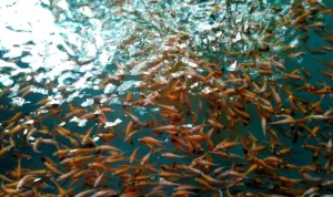 Benih ikan Benih ikan