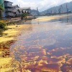 Tumpahan 50 Ton Minyak Sawit Mentah