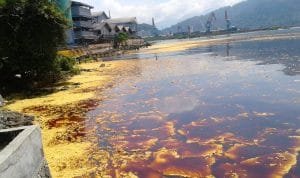 Tumpahan 50 Ton Minyak Sawit Mentah