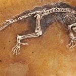 fosil ida mono lemur2