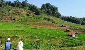 Sawah Ekosistem Rebana di Jawa Barat