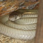 Penyelamatan Indukan King Kobra