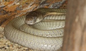 Penyelamatan Indukan King Kobra