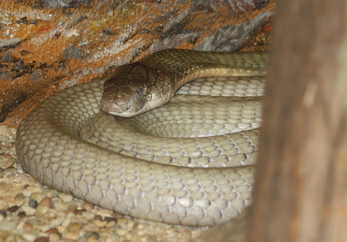 Penyelamatan Indukan King Kobra