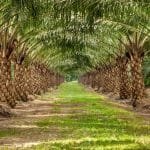 sawit unggul 34065cca80480c6e02a396de43e9f89e 266848941219e0ad656f3c4a9768fec3