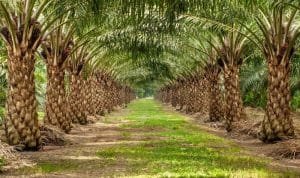 sawit unggul 34065cca80480c6e02a396de43e9f89e 266848941219e0ad656f3c4a9768fec3