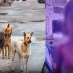 Boy Attacked Dogs 1024x576 1