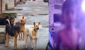 Boy Attacked Dogs 1024x576 1