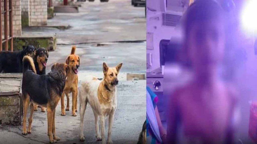 Boy Attacked Dogs 1024x576 1