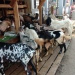 Inovasi Digital ,UMKM