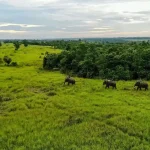 Taman Nasional Way Kambas 1