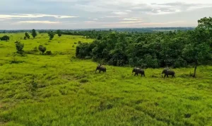 Taman-Nasional-Way-Kambas-1.webp Taman Nasional Way Kambas 1