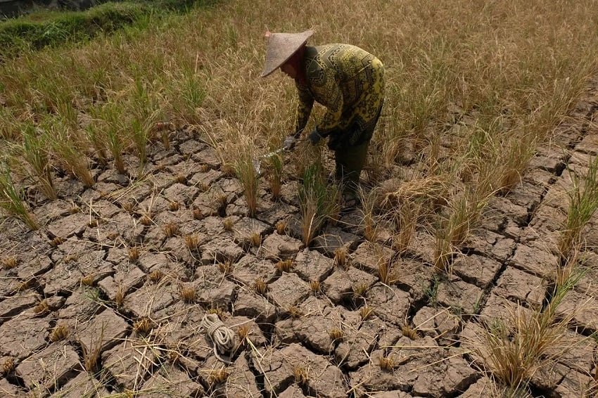 79 wilayah indonesia masuk musim kemarau ini rinciannya hsa