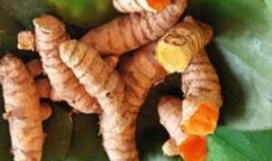 Kunyit%2B1.jpg Kunyit 1