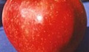 120px Red Delicious
